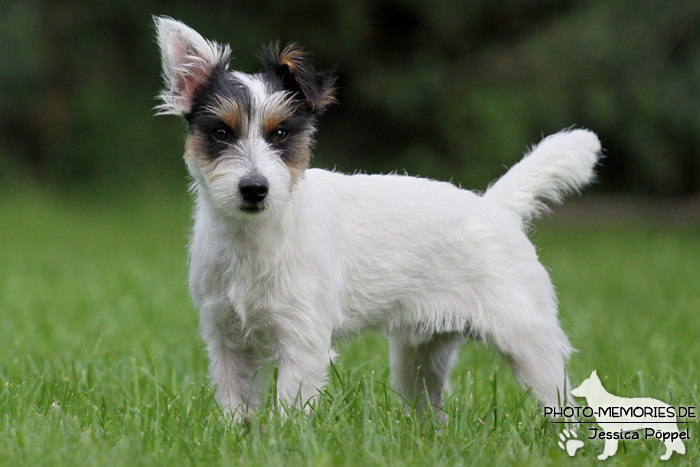Jack Russell im Stand