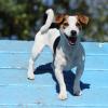 Jack Russell auf der Agility A-Wand