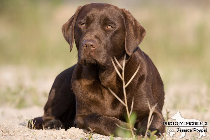 Labrador Retriever im Liegen