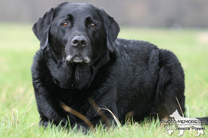 Labrador Retriever im Liegen