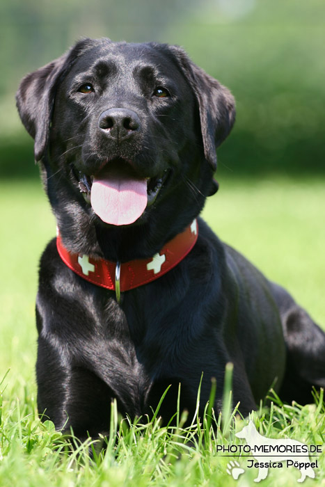 Labrador Retriever im Sitzen