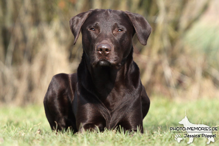 Labrador Retriever im Liegen