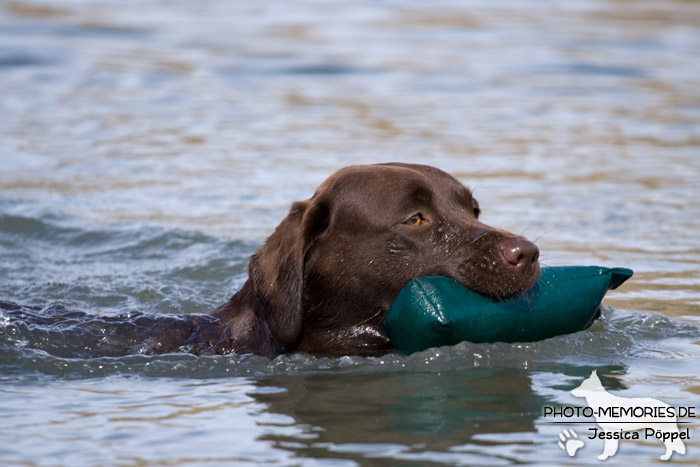 Labrador Retriever mit Dummy im Wasser