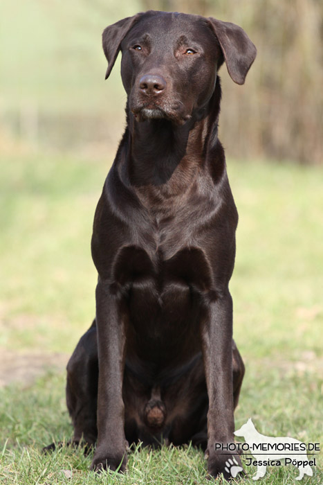 Labrador Retriever im Sitzen