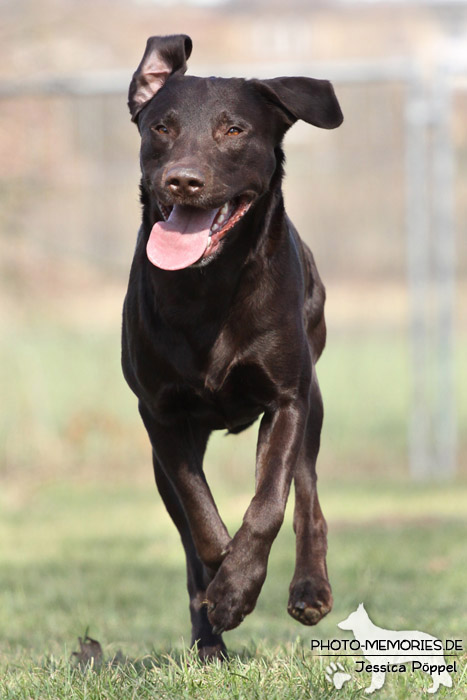 Labrador Retriever im Laufen