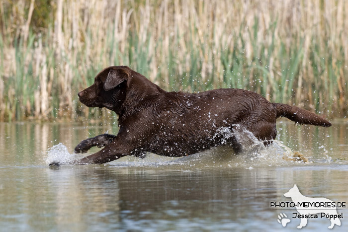 Labrador Retriever im Wasser