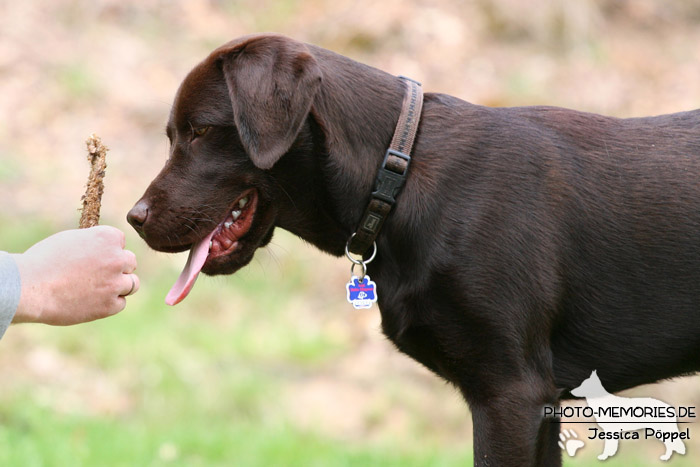 Labrador Retriever in der Hundeschule