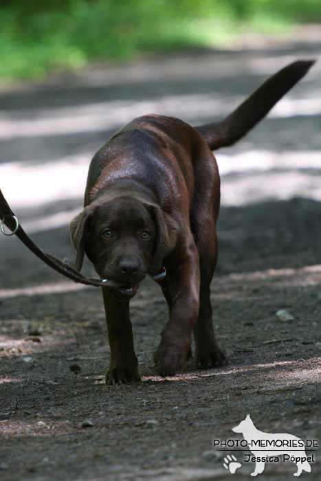 Labrador Retriever in der Hundeschule