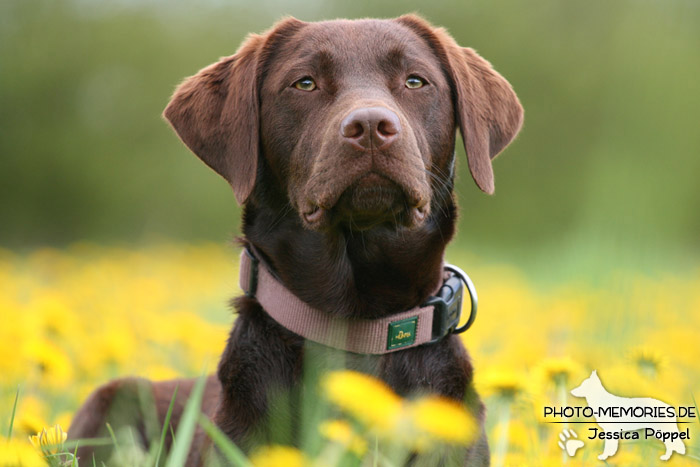 Labrador Retriever im Liegen