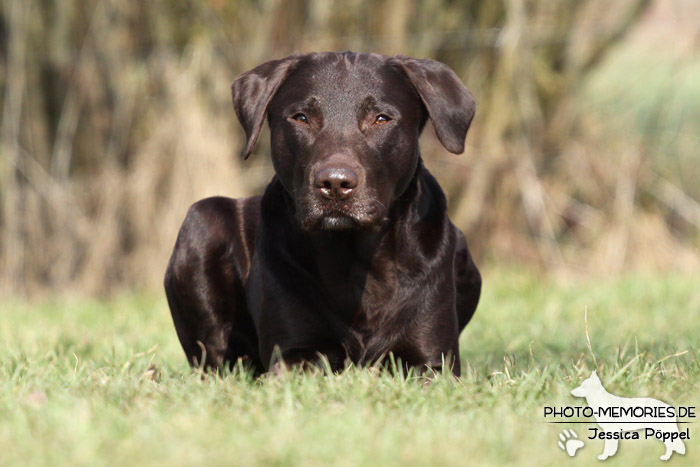 Labrador Retriever im Liegen