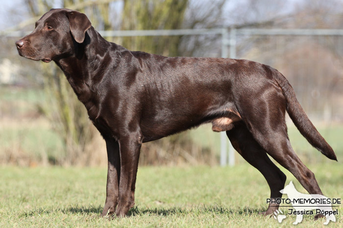 Labrador Retriever im Stand