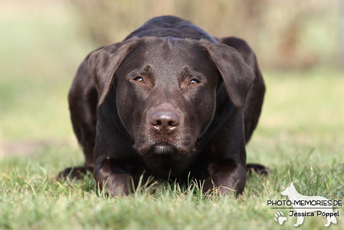 Labrador Retriever im Liegen