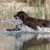 Labrador Retriever mit Dummy im Wasser
