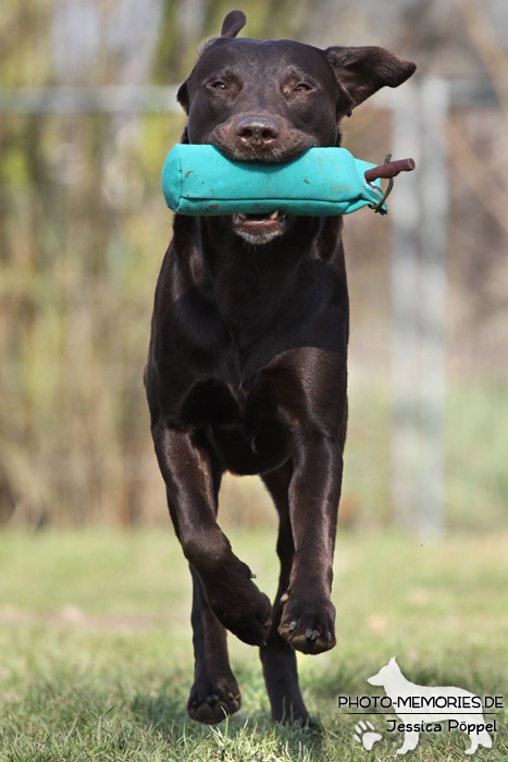 Labrador Retriever mit Dummy