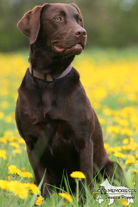 Labrador Retriever im Sitzen