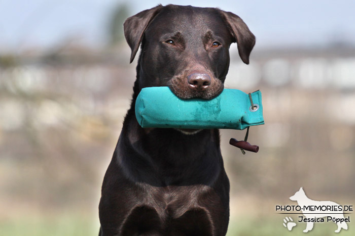 Labrador Retriever mit Dummy