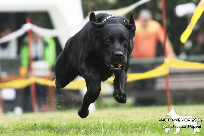 Labrador Retriever beim Hunderennen