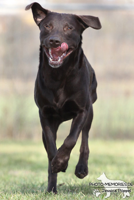 Labrador Retriever im Laufen