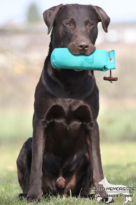 Labrador Retriever mit Dummy