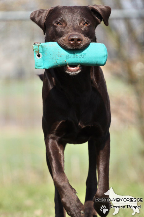 Labrador Retriever mit Dummy