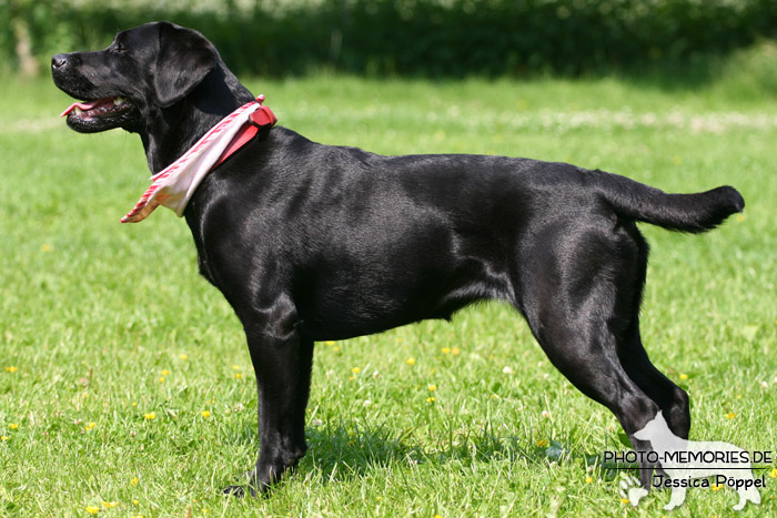 Labrador Retriever im Stand