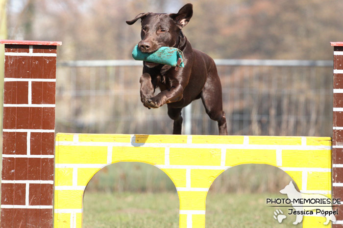 Labrador Retriever im Sprung über ein Agility-Hindernis