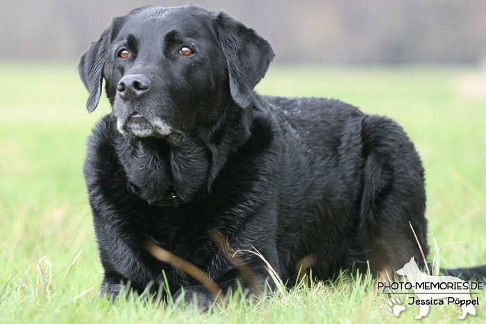 Labrador Retriever im Liegen