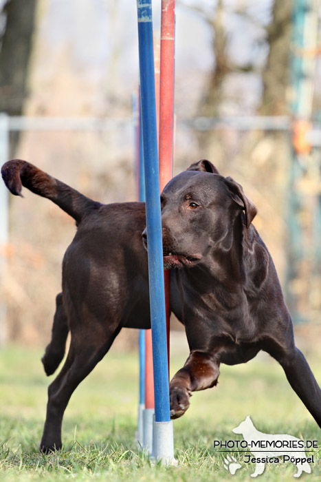 Labrador Retriever im Agility-Slalom