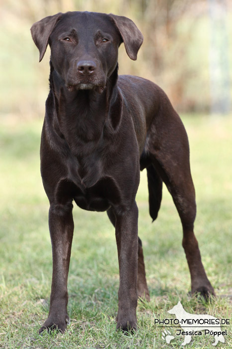 Labrador Retriever im Stand