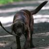Labrador Retriever in der Hundeschule