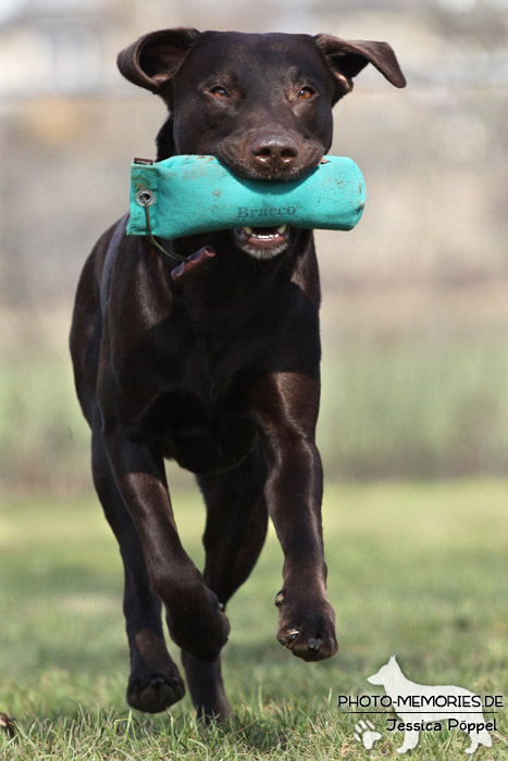 Labrador Retriever mit Dummy