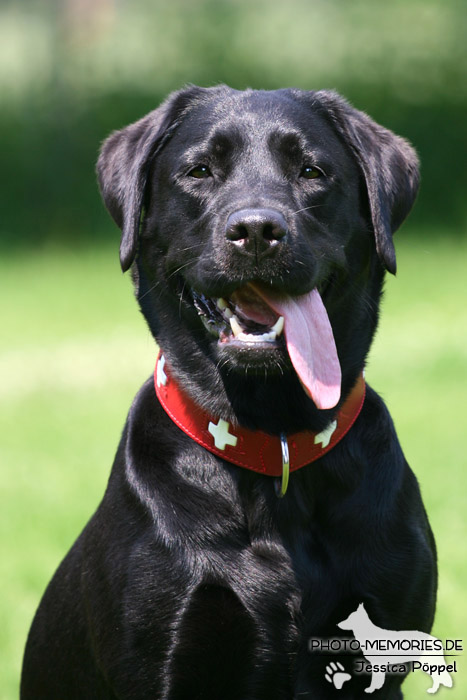 Labrador Retriever im Sitzen