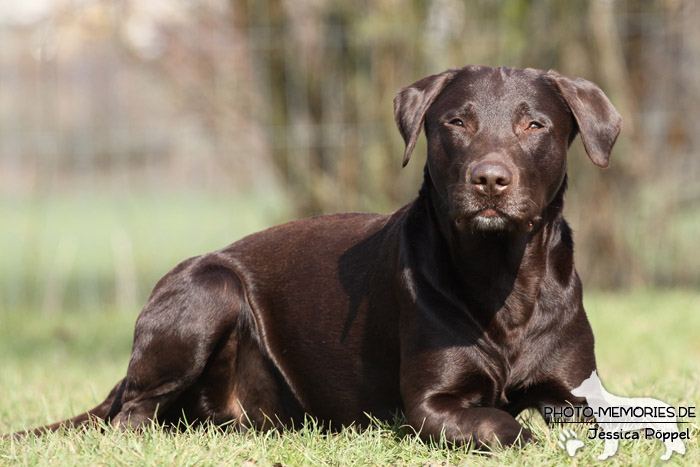 Labrador Retriever im Liegen