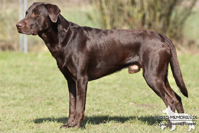 Labrador Retriever im Stand