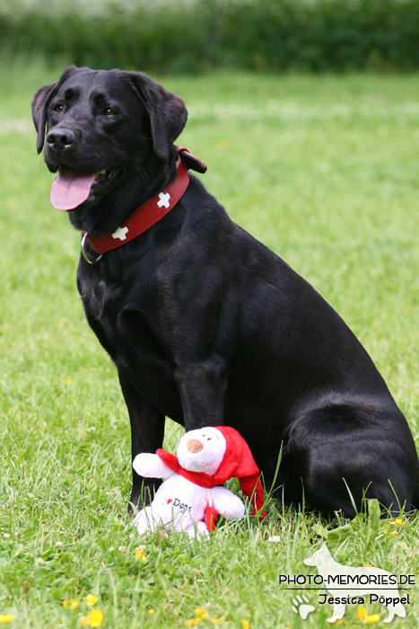 Labrador Retriever im Sitzen