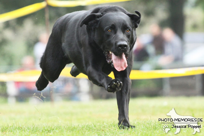 Labrador Retriever beim Hunderennen