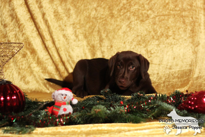 Labrador Retriever im Studio an Weihnachten