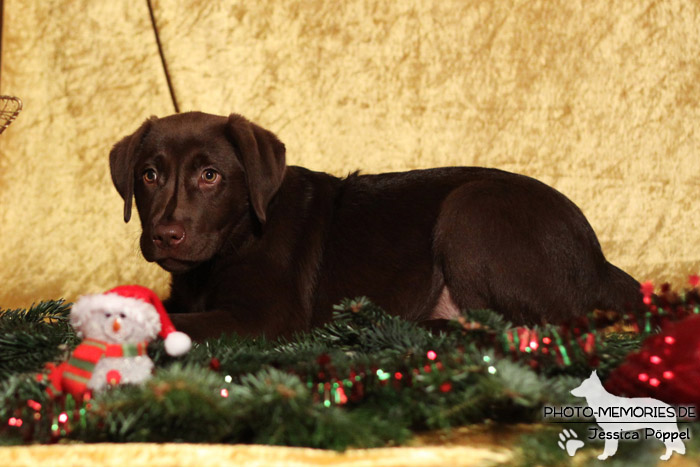 Labrador Retriever im Studio an Weihnachten