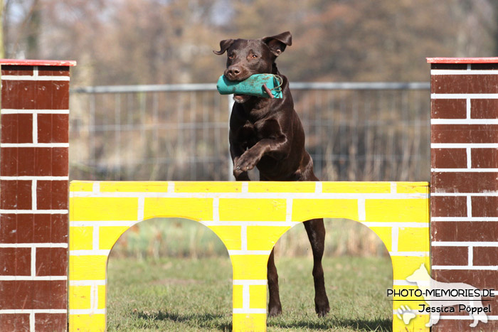 Labrador Retriever im Sprung über ein Agility-Hindernis