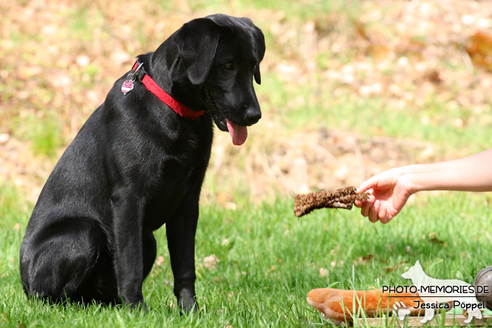 Labrador Retriever in der Hundeschule