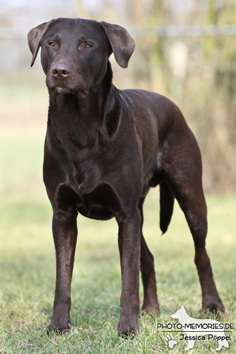 Labrador Retriever im Stand