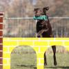 Labrador Retriever im Sprung über ein Agility-Hindernis