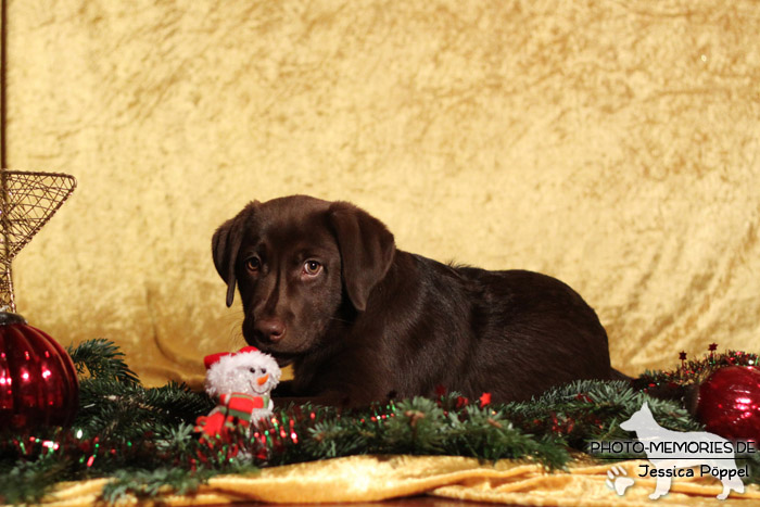 Labrador Retriever im Studio an Weihnachten