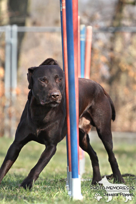 Labrador Retriever im Agility-Slalom