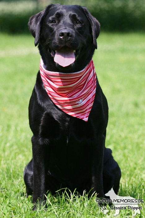 Labrador Retriever im Sitzen