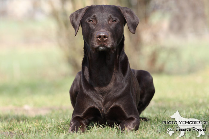 Labrador Retriever im Liegen