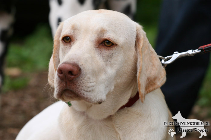 Labrador Retriever in der Hundeschule