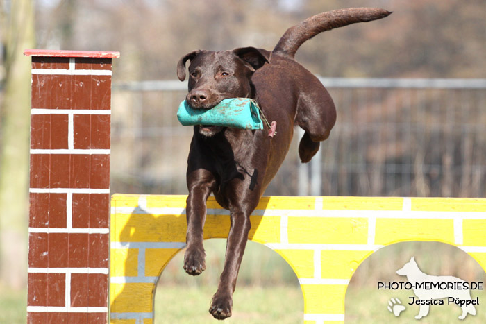 Labrador Retriever im Sprung über ein Agility-Hindernis