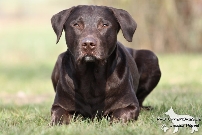 Labrador Retriever im Liegen