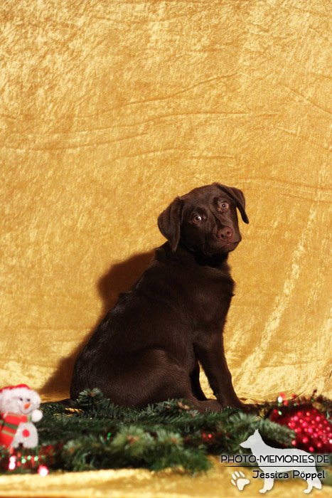 Labrador Retriever im Studio an Weihnachten